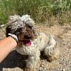 MOJO (ANIMALEA)