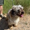 MOJO (ANIMALEA)