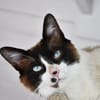 BOWIE