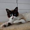 BOWIE