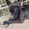 ARONA , chiot femelle Berger Créole  La mignonne !