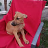 CODY, CHIOT MÂLE BERGER CRÉOLE