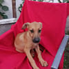 CODY, CHIOT MÂLE BERGER CRÉOLE