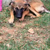 DAKOTA , chiot femelle Berger Créole  Le regard ravageur !