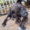 DOWY , chiot mâle Berger Créole  Le seul gars de la bande !