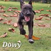 DOWY , chiot mâle Berger Créole  Le seul gars de la bande !