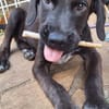 DOWY , chiot mâle Berger Créole  Le seul gars de la bande !