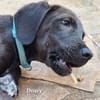 DOWY , chiot mâle Berger Créole  Le seul gars de la bande !