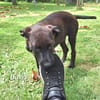 DOWY , chiot mâle Berger Créole  Le seul gars de la bande !
