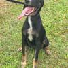 SHANIA chienne femelle Berger Créole  Adorable!