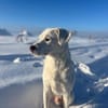 Sammy nach 10 Jahren abgegeben :'(