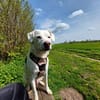 Sammy nach 10 Jahren abgegeben :'(