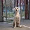 Sammy nach 10 Jahren abgegeben :'(