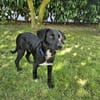 Rüde Bruno sucht ein Zuhause