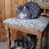 KIWI - geb. ca. 05/2021