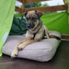 Rika -vorvermittelt-