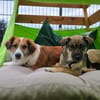 Rika -vorvermittelt-