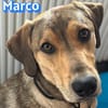 Marco - verschmust, aktiv, lernwillig
