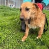 Yoko - kinderlieber Familienhund