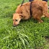 Yoko - kinderlieber Familienhund