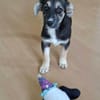 Welpenmädchen Piri auf PS 91286