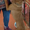 Freundlicher Zeus2 sucht seine Familie