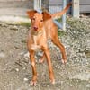 Freundlicher Zeus2 sucht seine Familie