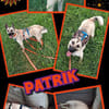 junger lieber Patrik auf PS in 91207