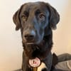 verschmuster und verspielter Hugo