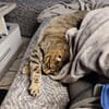 Einzelprinzessin Flia sucht ihre Familie