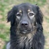 HAILEY - treu, verkuschelt, lieb