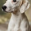 Freundlicher Lupo sucht liebes Zuhause