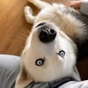 Remus Wunderschöner, besonderer Husky🧡