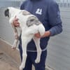 Pascal möchte zu Ihnen gehören