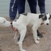Pascal möchte zu Ihnen gehören