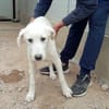 Pingo sucht Familienanschluss