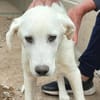 Pingo sucht Familienanschluss