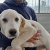Pingo sucht Familienanschluss