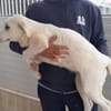 Pingo sucht Familienanschluss