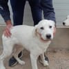 Pingo sucht Familienanschluss