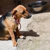 Polpetta sucht liebevolles Zuhause