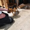 Polpetta sucht liebevolles Zuhause