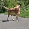 BALU  Ein sensibler Schatz sucht Dich