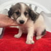 Elfie Mix Hündin 3,5 Monate alt in 41751