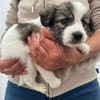Elfie Mix Hündin 3,5 Monate alt in 41751