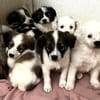 Elfie Mix Hündin 3,5 Monate alt in 41751