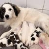 Elfie Mix Hündin 3,5 Monate alt in 41751