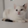 ALTHEA