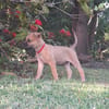 WANNIE , chiot femelle Berger Créole