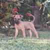 WANNIE , chiot femelle Berger Créole